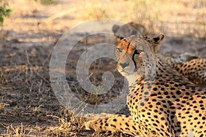 Cheetah mother with a cub resting kalahari desert