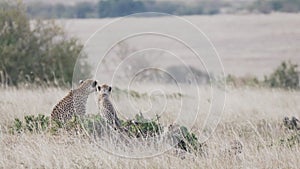 Cheetah mother and cub watch for prey on the savanna of masai mara