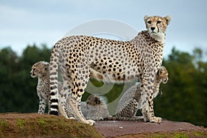 A Cheetah mother with cubs