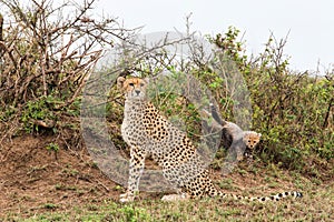 Cheetah mother and cubs