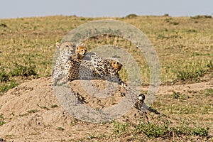 Cheetah mother and cubs