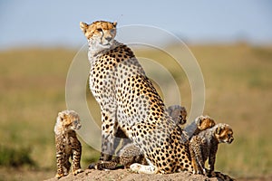 Cheetah mother and cubs