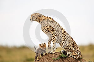 Cheetah mother and cubs
