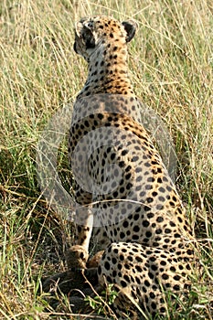 Cheetah mother with cubs