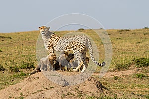 Cheetah mother and cubs