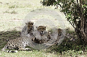 Cheetah Mother with Cubs