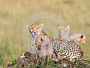 Cheetah mother with cubs licking her lips