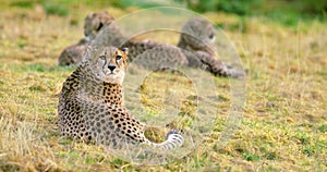 Cheetah mother with cubs looks after enemies