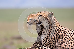 Cheetah Mother with cubs, Masai Mara