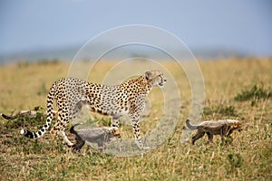 Cheetah mother and cubs