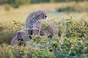 Cheetah mother with its babies looking for prey in the jungle