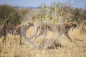 Cheetah mother & older male cub stalking prey. Acinonyx jubatus. Maasai Mara, Africa.
