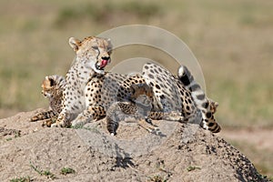 Cheetah mother taking care of her cubs