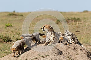 Cheetah mother taking care of her cubs