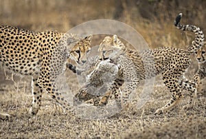 Cheetah mother teaching her cubs how to hunt as they play with a rabbit in Ndutu Tanzania