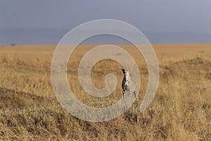 Cheetah Mother on a termite mount looking for prey seen at Masai Mara , Kenya