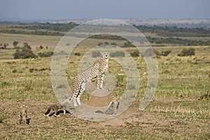 Cheetah mother with three cubs in the Masai Mara