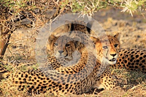 Cheetah mother with two cubs resting kalahari desert