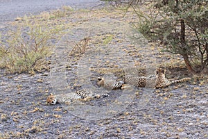 Cheetah mother with two cubs resting kalahari desert