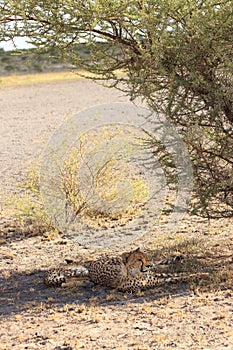 Cheetah mother with two cubs resting kalahari desert