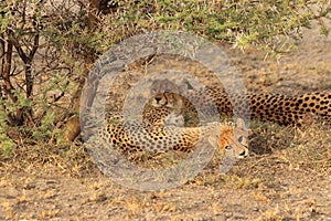 Cheetah mother with two cubs resting kalahari desert