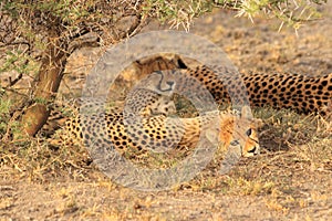 Cheetah mother with two cubs resting kalahari desert