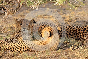 Cheetah mother with two cubs resting kalahari desert