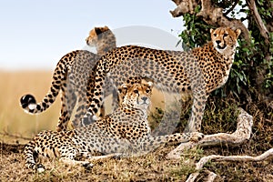 Cheetah mother and two young ones, Masai Mara