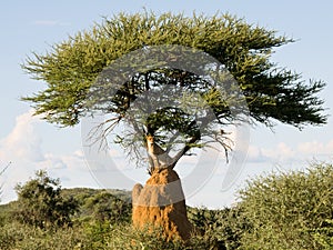 Cheetah on mound under tree, Namibia