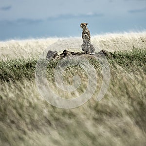 Cheetah on a mound watching around in Serengeti