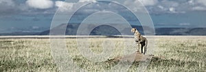 Cheetah on a mound watching around in Serengeti National Park