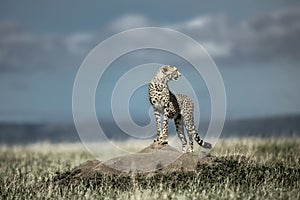 Cheetah on a mound watching around in Serengeti National Park