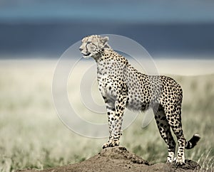 Cheetah on a mound watching around in Serengeti National Park