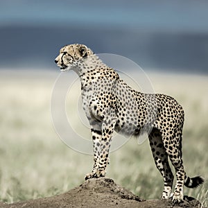 Cheetah on a mound watching around in Serengeti National Park