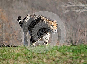 Cheetah on the Move