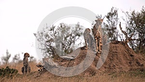 cheetah mum with three cubs sits on a termite mound at masai mara