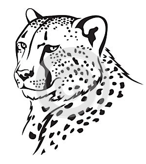 Cheetah muzzle