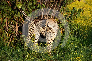 Cheetah in Namibia