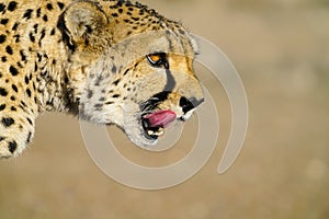 Wild cheetah in Namibia.