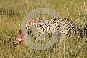 An alert cheetah in natural habitat with prey, South Africa photo