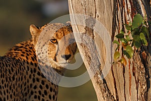 Cheetah next to tree at sunset