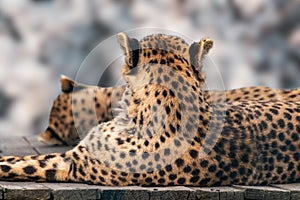 Cheetah with nice fur resting backs close view