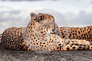 Cheetah with nice fur resting portrait close view