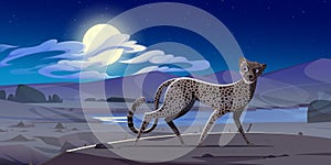 Cheetah at night african desert landscape, gepard