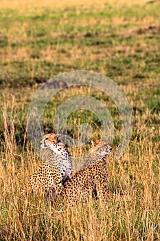 The cheetah observation point in the savanna. Kenya, Africa