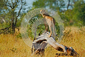 Cheetah on the old tree trunk. Wild cat, Acinonyx jubatus, hot sunny day. Fastest mammal on the land, South Africa. Cheetah on gra