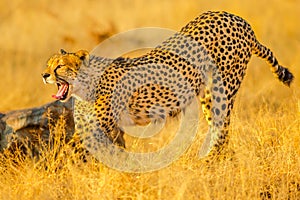 Cheetah with open mouth