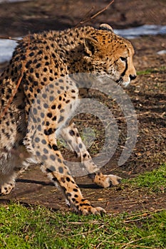 Cheetah with orange skin, lit by the sun rises from the green spring grass