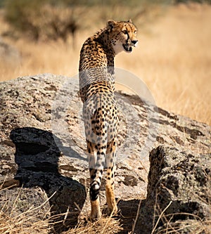 Cheetah over the rock looking back for preys