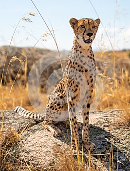 Cheetah over the rock looking for preys in the distance